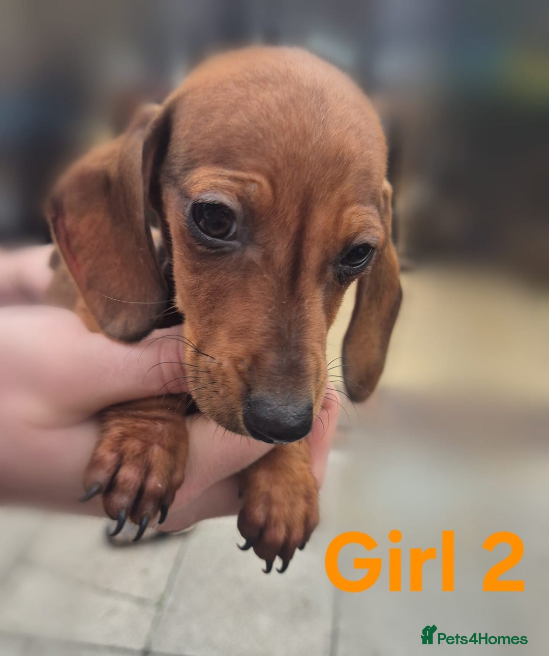Miniature Dachshund dogs for sale: !!!Minature Dachshunds For Sale!!! - Advert 5