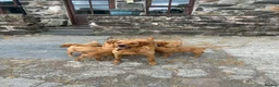 Labrador Retriever dogs for sale: Fox Red labrador Puppies For Sale in Bala - Advert 6