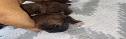 French Bulldog dogs for sale: Beautiful French Bulldog puppies - Advert 4
