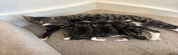 Savannah cats for sale: F4 Savannah x British Shorthair Kittens Available - Advert 5
