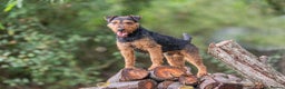 Lakeland Terrier dogs for stud: Lakeland terrier at stud in Newark - Advert 3