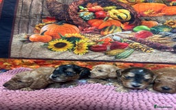 Cockapoo dogs for sale: Cute Cockapoo puppies (licensed breeder)  - Image 7