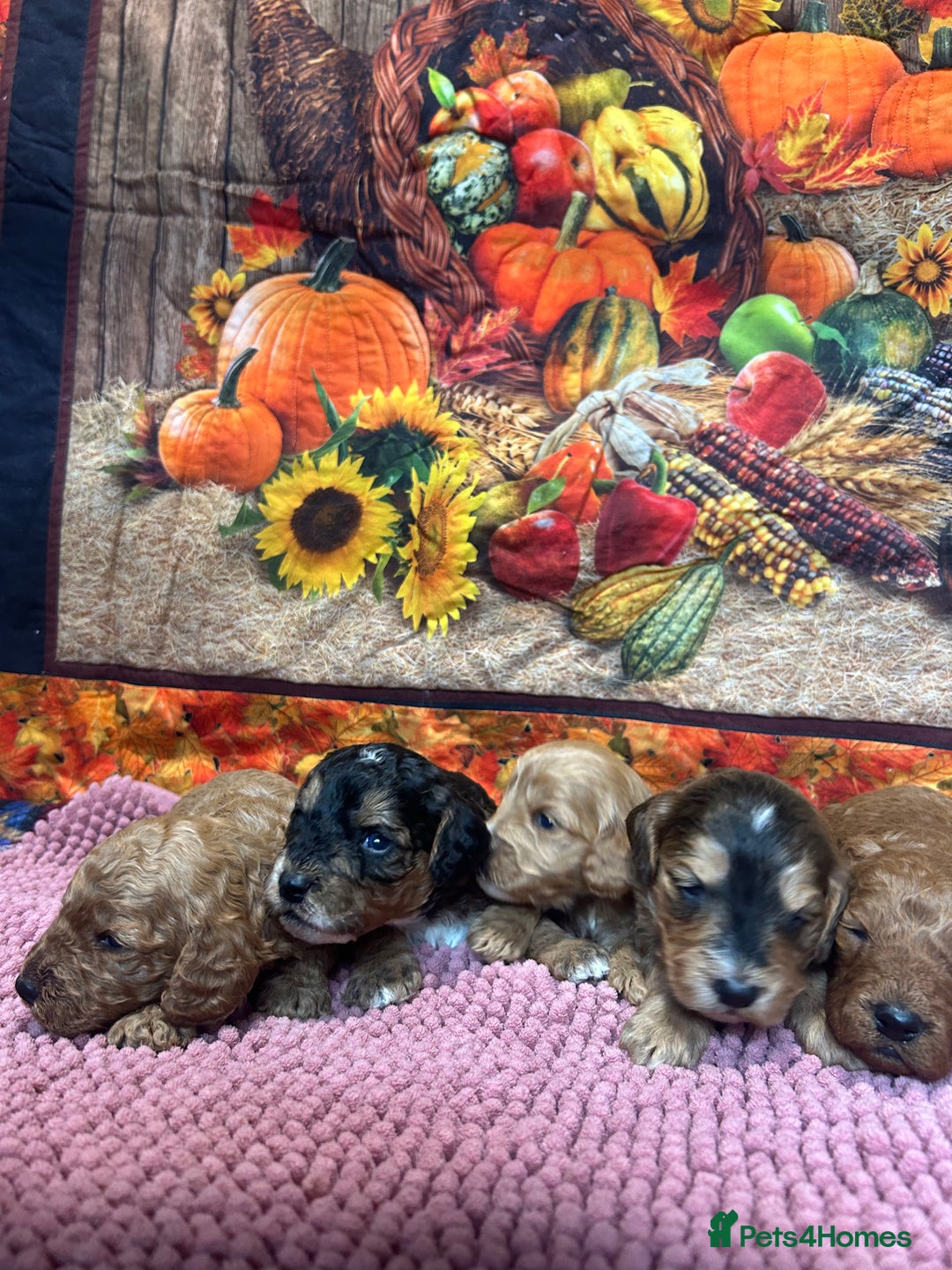 Cockapoo dogs for sale: Cute Cockapoo puppies (licensed breeder)  - Image 7