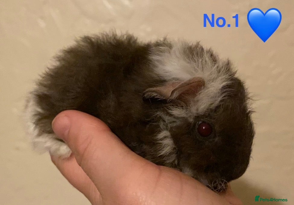 Guinea Pig rodents Gorgeous baby Guinea pigs - Advert 20