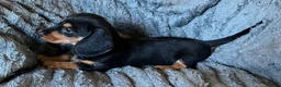 Mixed Breed dogs for sale: Gorgeous cheeky daxi x pups  - Advert 25