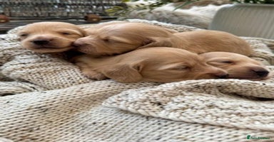 Miniature Dachshund dogs Last two cream boys ready now - Advert 13