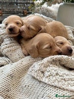 Miniature Dachshund dogs Last two cream boys ready now - Advert 2