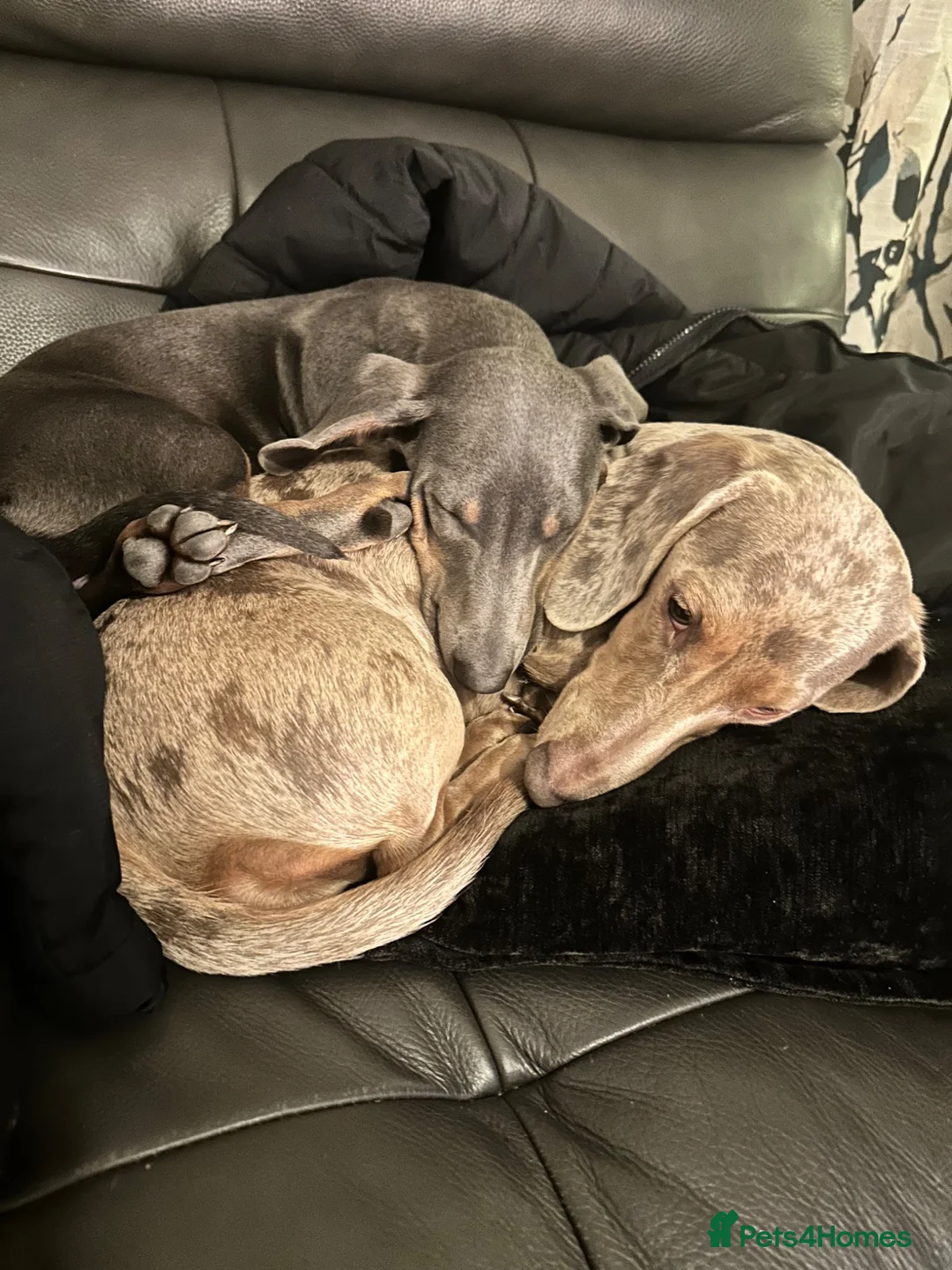 Dachshund dogs for sale: Beautiful dachshund Puppies for Forever Homes 🐾 in Sunderland - Advert 10