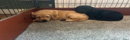 Labrador Retriever dogs for sale: Beautiful Labrador puppies - Advert 5
