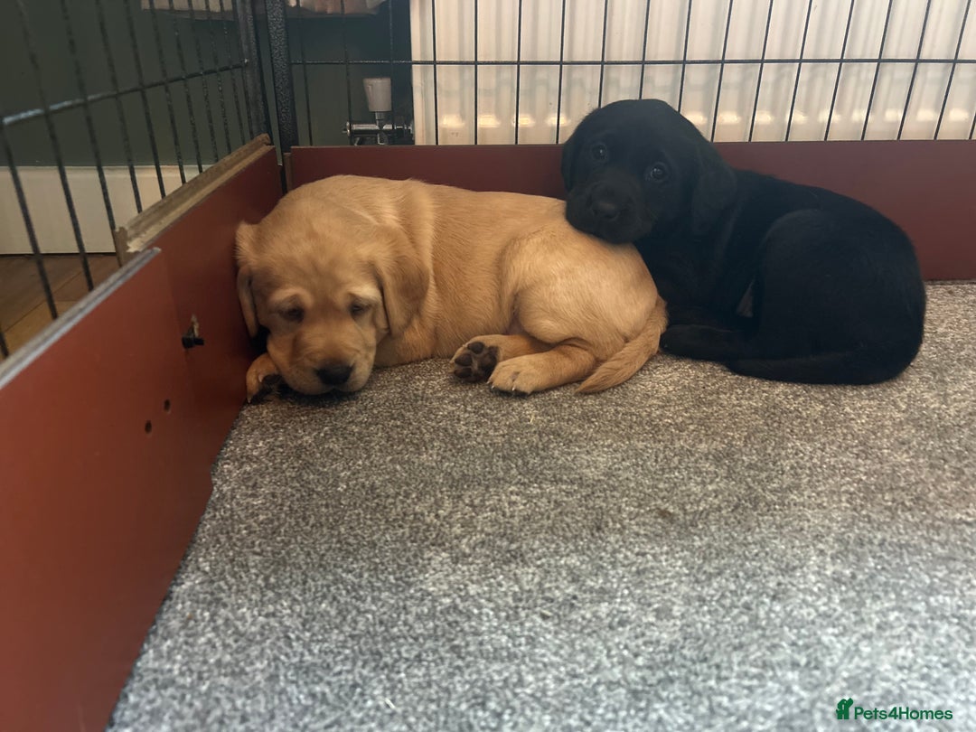 Labrador Retriever dogs for sale: Beautiful Labrador puppies - Advert 5