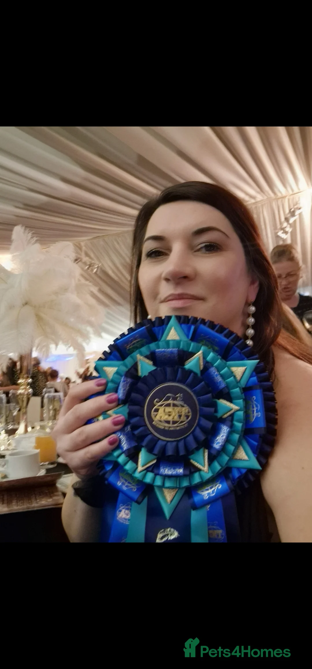 Ragdoll cats for sale: 🏆✨️Exclusive kittens from Champion parents🥇🐈 - Advert 15