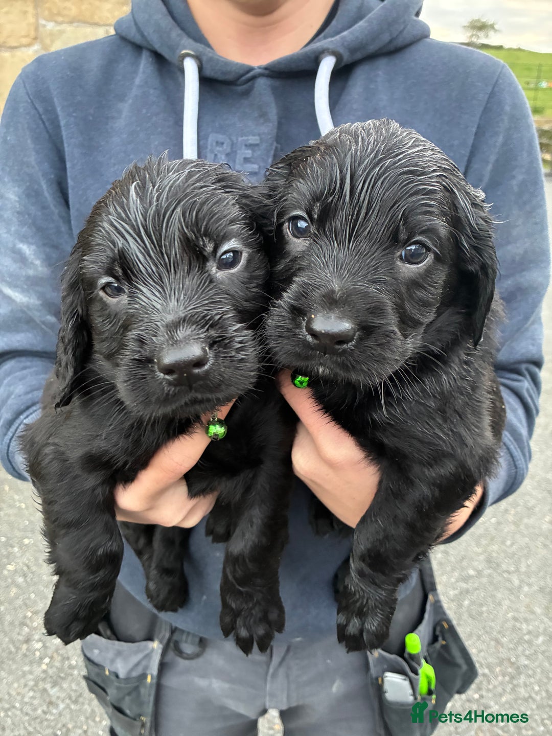 Mixed Breed dogs for sale: Golden retriever / border terrior mix  - Image 5