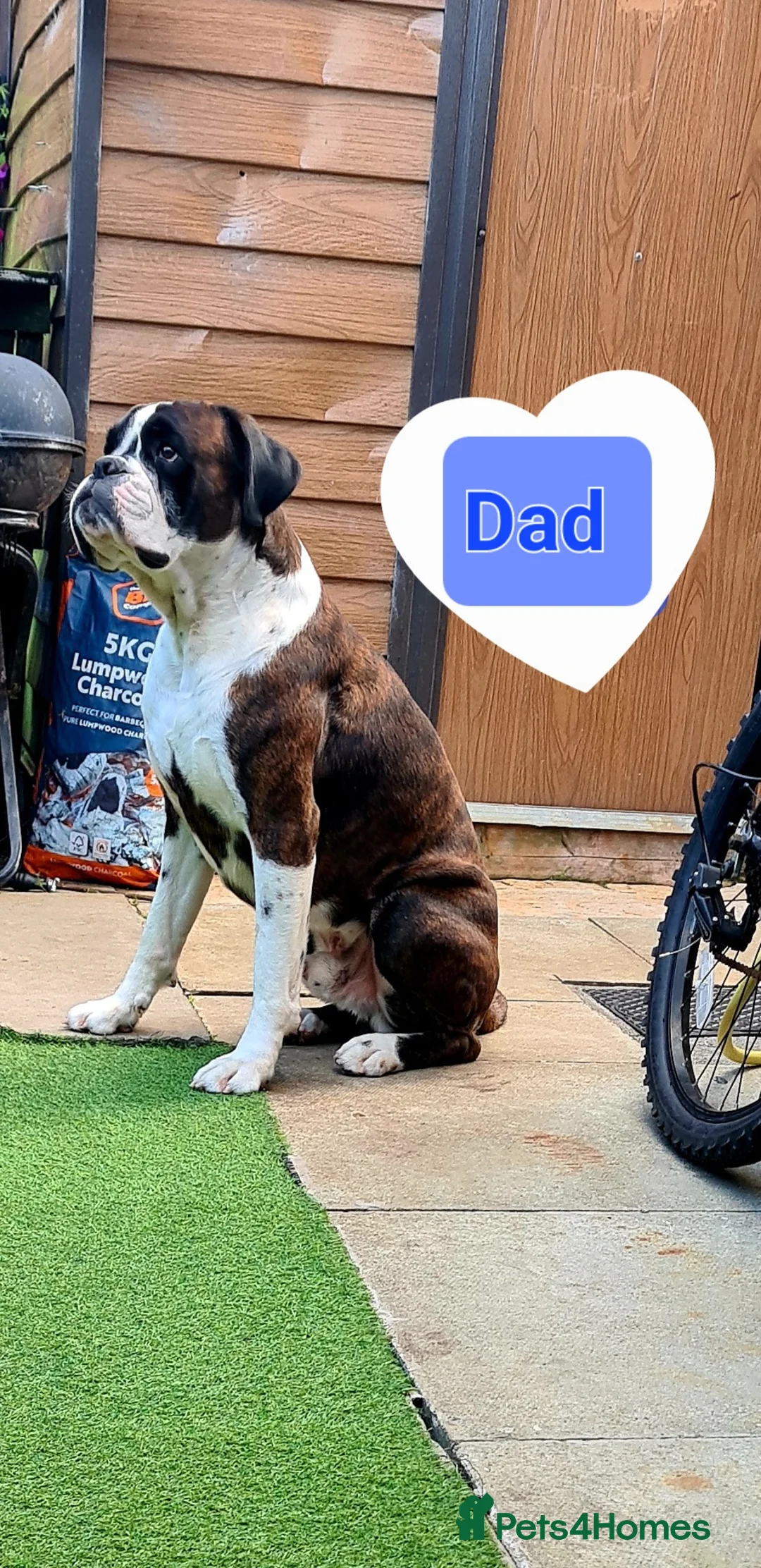 Boxer dogs for sale: Beautiful Puppies KC for Sale 🐶 - Advert 7