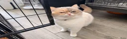 Persian cats for sale: 4 beautiful Persian x kittens, ready now - Advert 2
