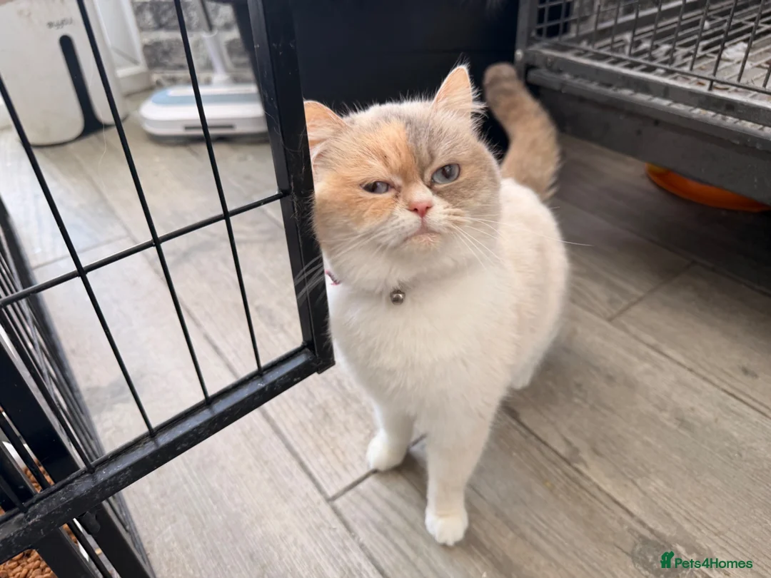 Persian cats for sale: 4 beautiful Persian x kittens, ready now - Advert 2
