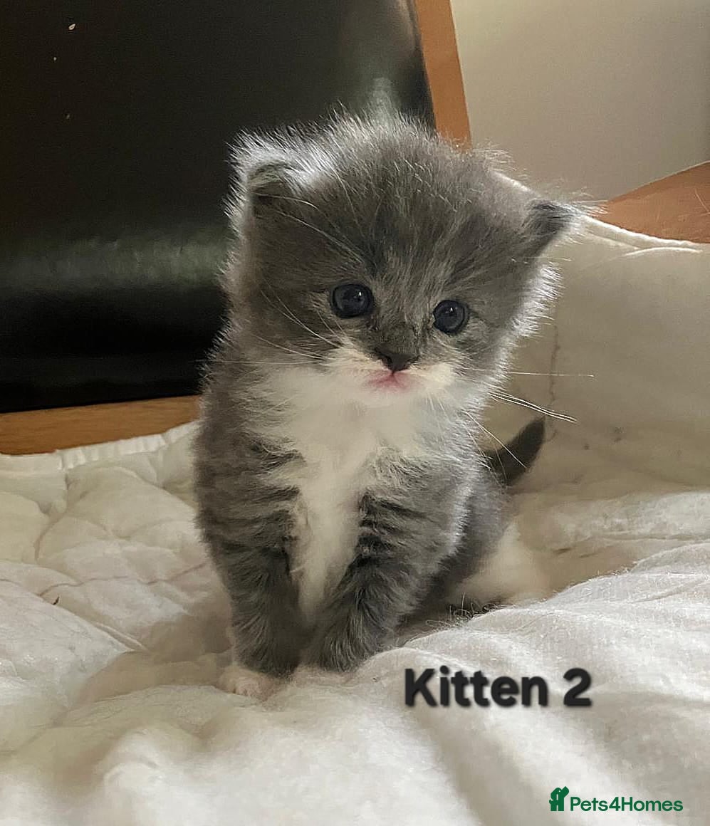 Ragdoll cats Stunning Perdoll Kittens. 1 boy/2 girls - Advert 15
