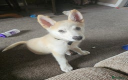 Mixed Breed dogs for sale: Puppy for sale - Image 2