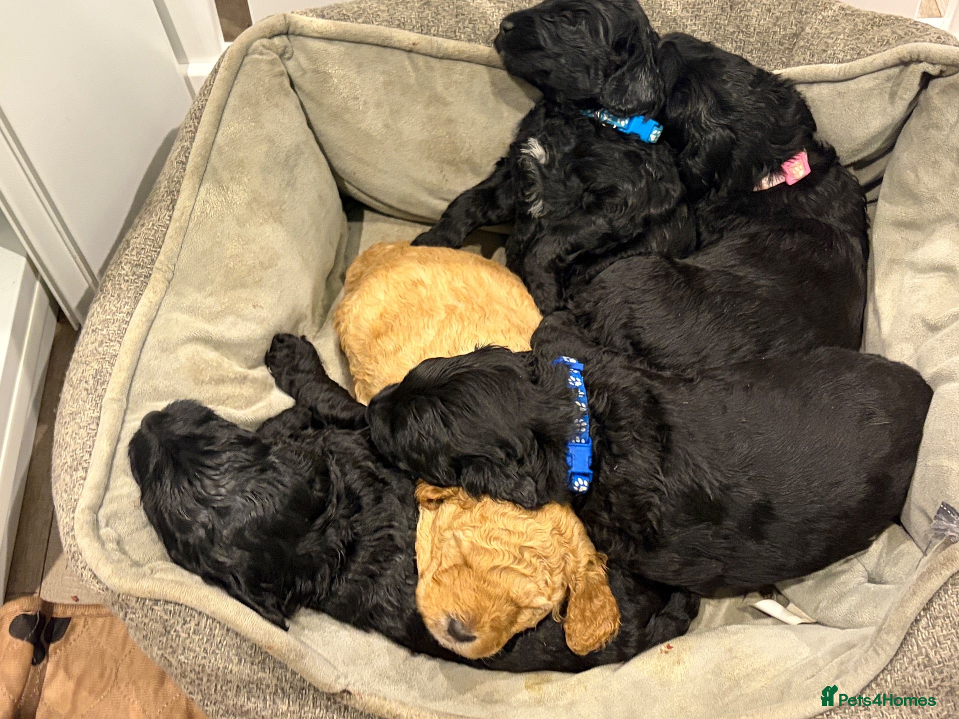 Australian Labradoodle dogs for sale: Multigenerational Australian labradoodles  - Advert 1