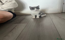 Mixed Breed cats for sale: Mixed breed cat for sale  - Image 3