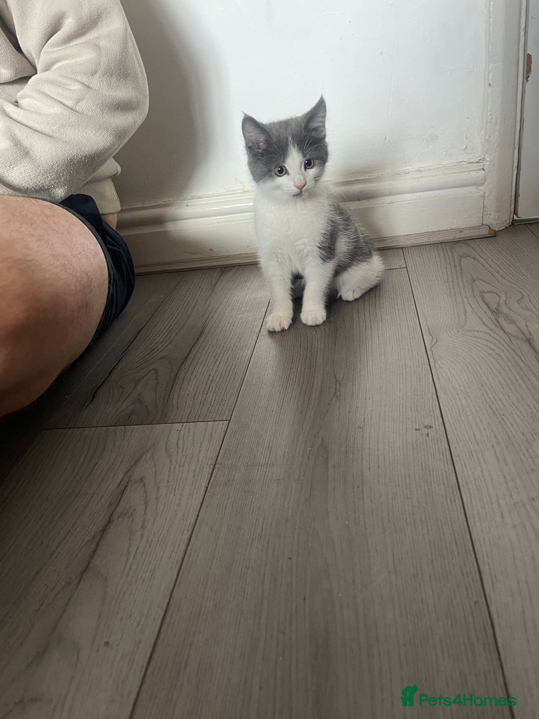 Mixed Breed cats for sale: Mixed breed cat for sale  - Image 3