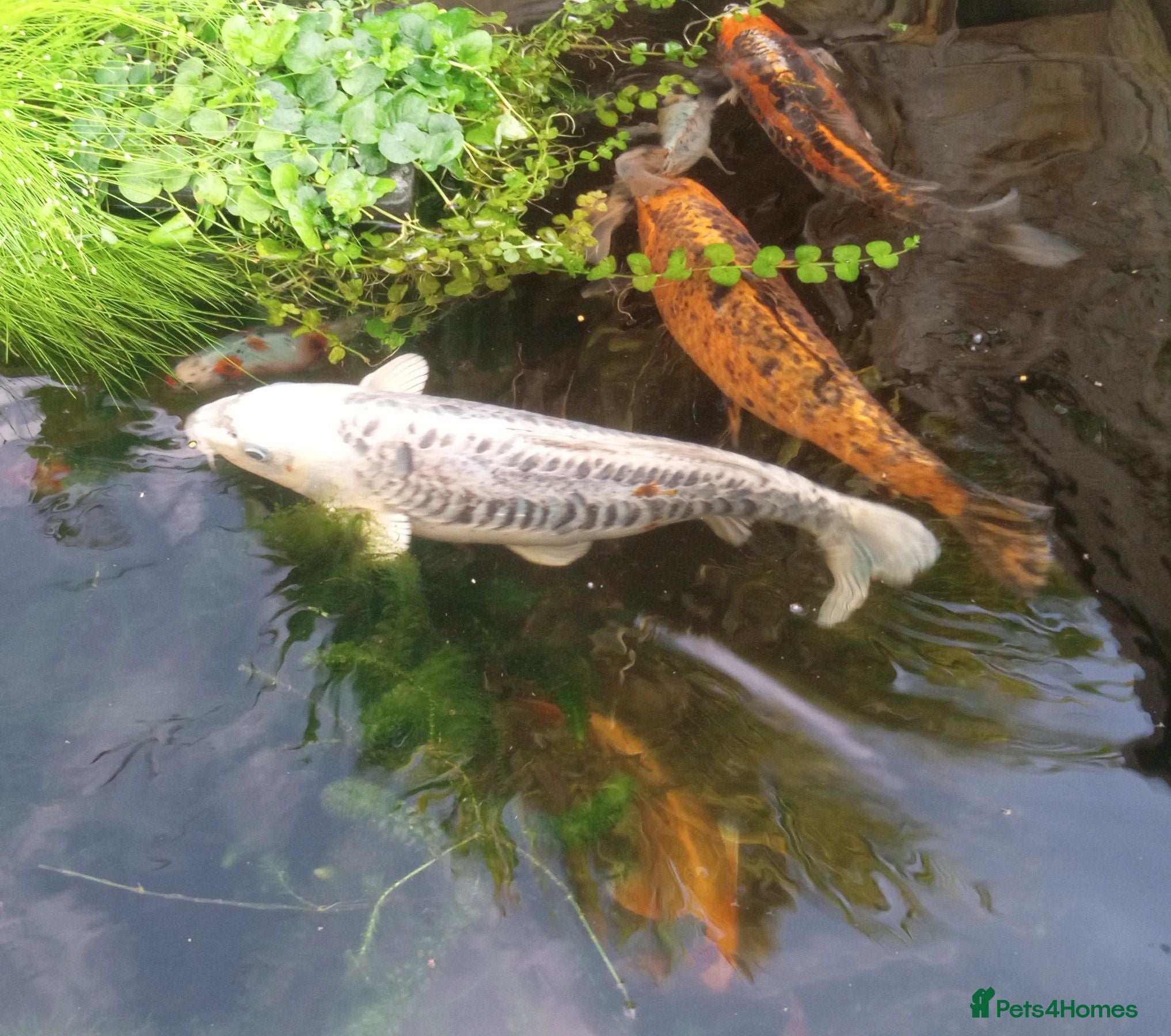 Pond Fish fish Beautiful Koi to be rehomed - Advert 1