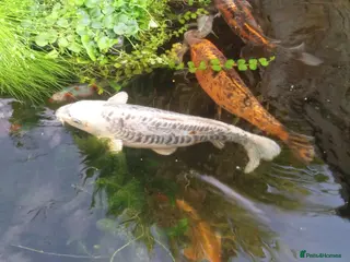 Pond Fish fish Beautiful Koi to be rehomed - Advert 1