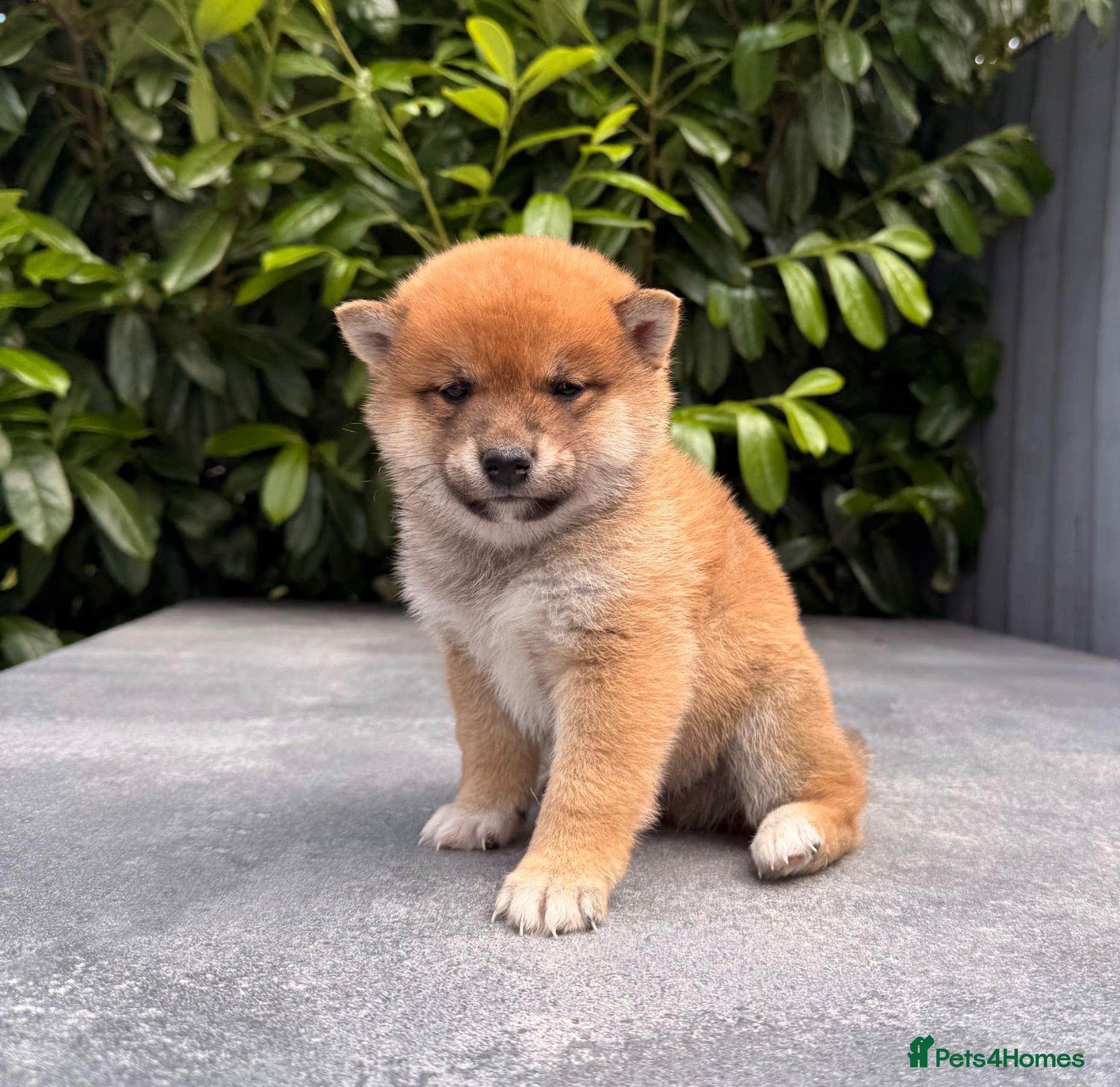 Japanese Shiba Inu dogs Clear DNA red Shiba Inu puppy champion parents - Advert 3
