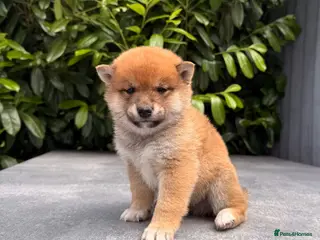 Japanese Shiba Inu dogs Clear DNA red Shiba Inu puppy champion parents - Advert 3