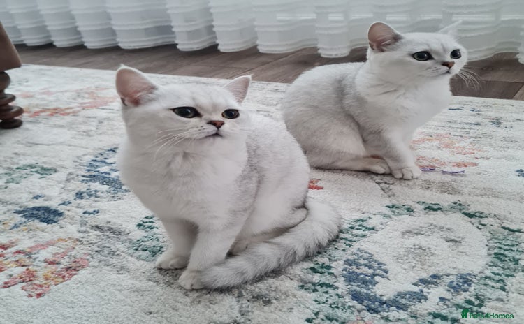 British Shorthair cats - Advert 1