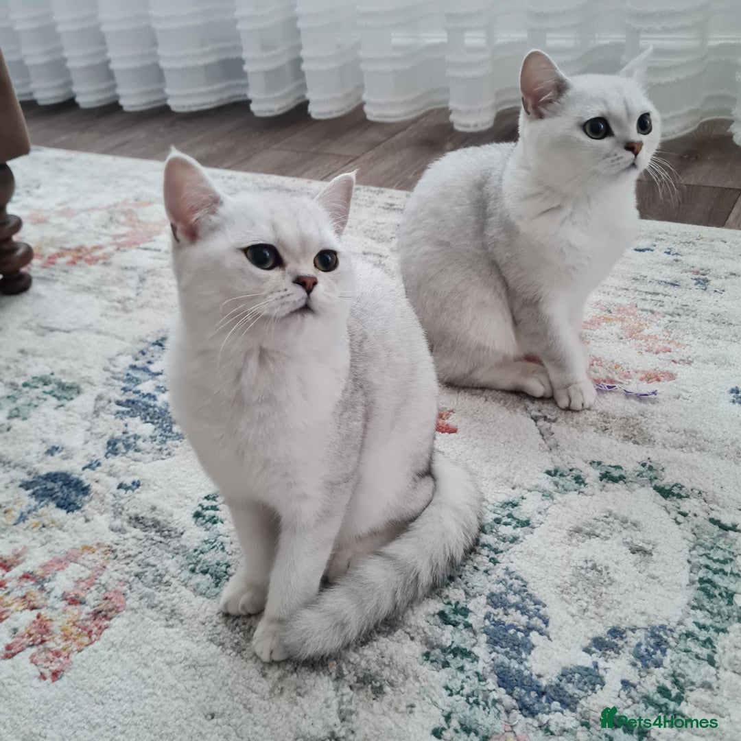 British Shorthair cats for sale: Scotish sorthair chinchilla  - Image 1