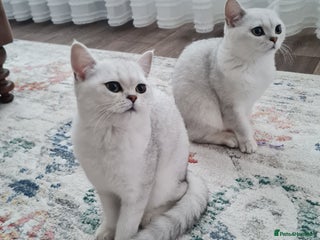 British Shorthair cats - Advert 34