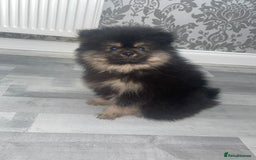 Pomeranian dogs for sale: High quality Pomeranian puppies  - Image 13