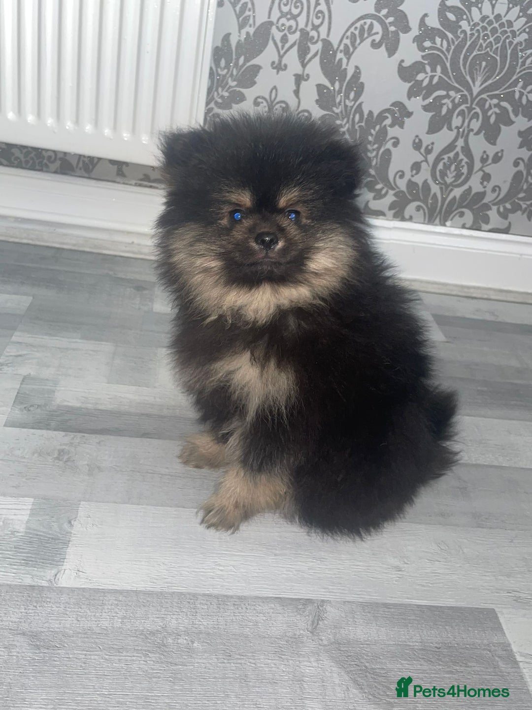 Pomeranian dogs for sale: High quality Pomeranian puppies  - Image 13