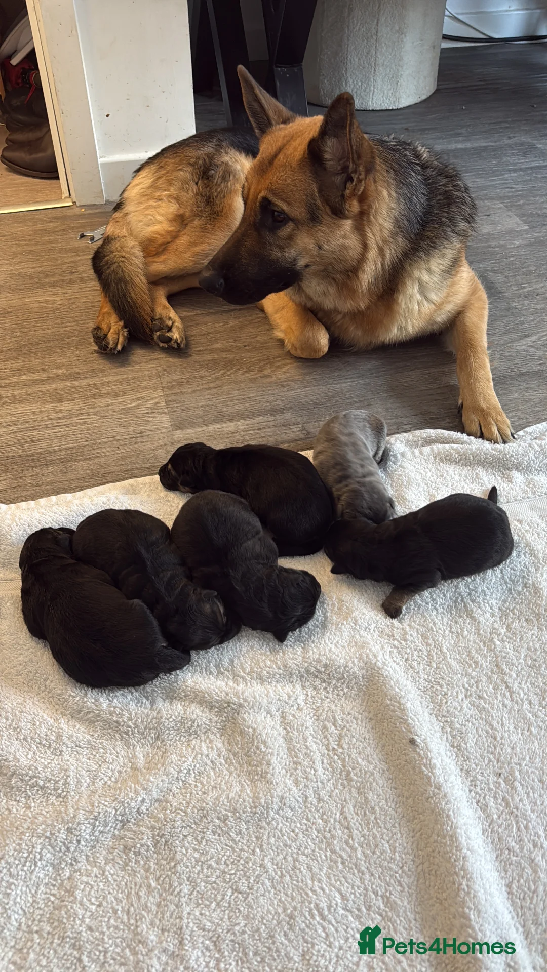 German Shepherd dogs for sale: German Shepherd Puppies - Advert 2