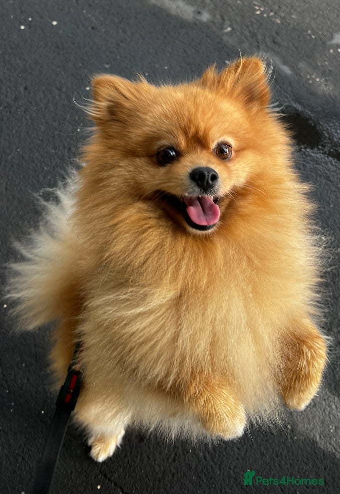 Pomeranian dogs ✨ Stunning KC Pomeranian available for stud ✨ - Advert 9