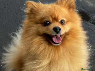 Pomeranian dogs ✨ Stunning KC Pomeranian available for stud ✨ - Advert 15