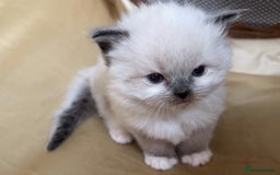 Ragdoll cats for sale: TICA RAGDOLL KITTENS GR EUR CHAMPION BLOODLINE🏆🏆 - Image 3