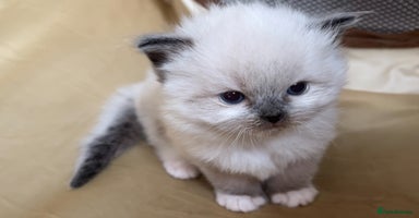 Ragdoll cats - Advert 8