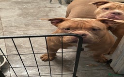 American Bully dogs for sale: Pocket Bully puppies - Lilac Ghost Tri  - Image 6