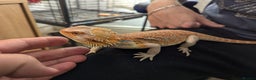 Bearded Dragon reptiles for sale: Beautiful Red Bearded Dragon (10 months)  - Advert 3