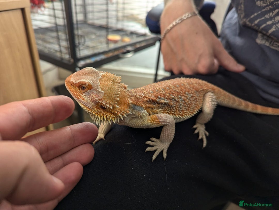Bearded Dragon reptiles for sale: Beautiful Red Bearded Dragon (10 months)  - Advert 3
