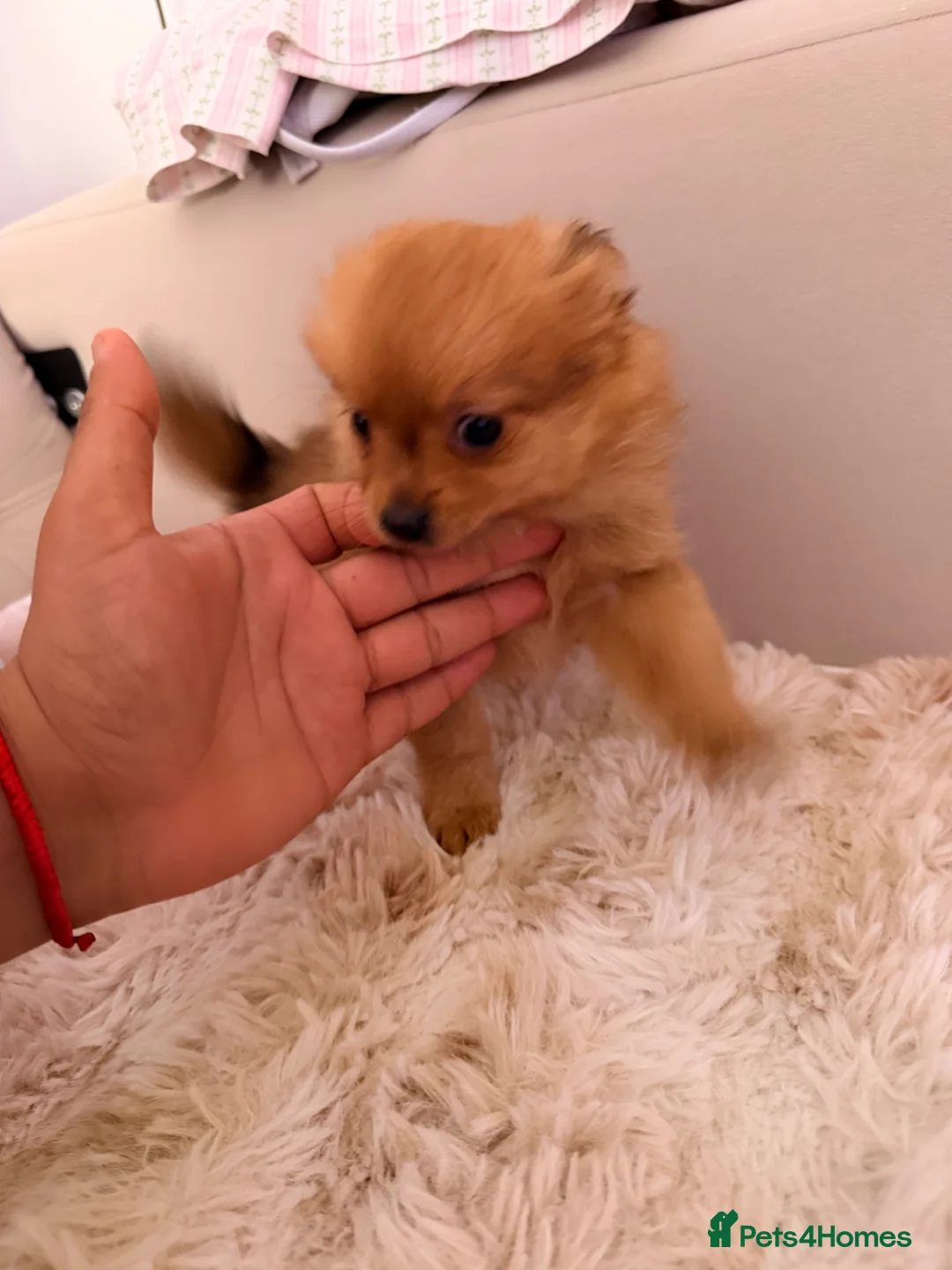 Pomchi dogs for sale: Adorable Pomchi Pup - Advert 5