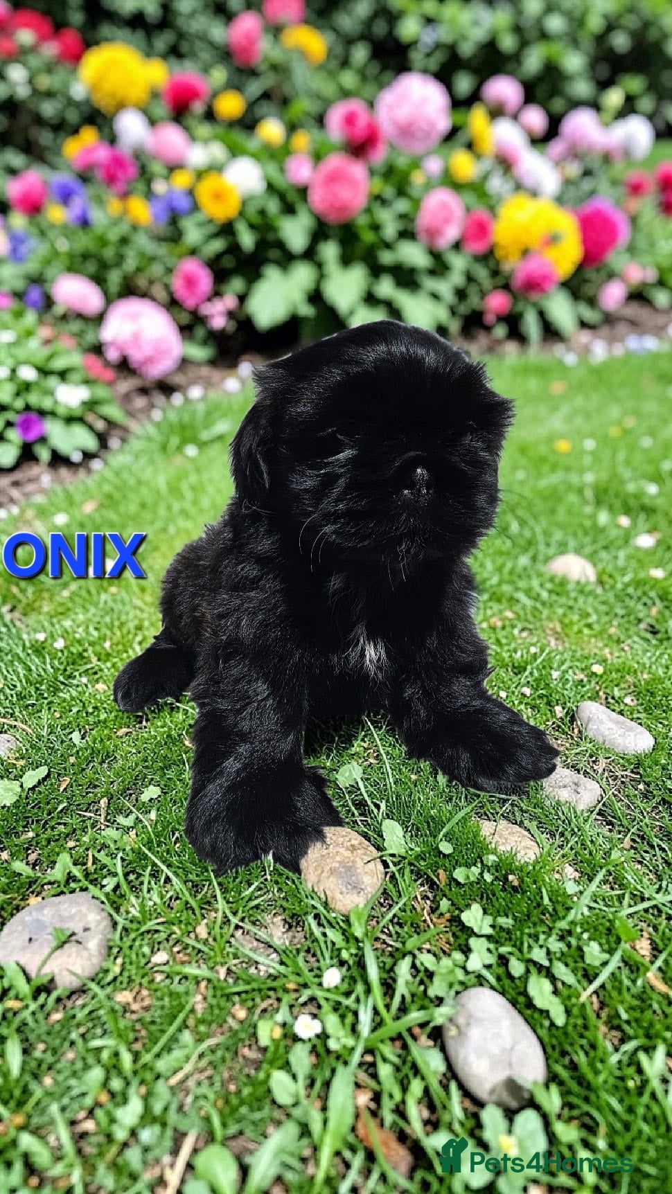 Shih Tzu dogs STUNNING PURE STANDARD SHIH TZU  - Advert 3