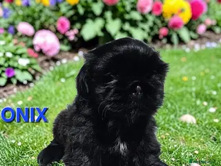 Shih Tzu dogs STUNNING PURE STANDARD SHIH TZU - Advert 5