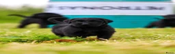 Giant Schnauzer dogs for sale: Working line Giant schnauzer puppies - Advert 28
