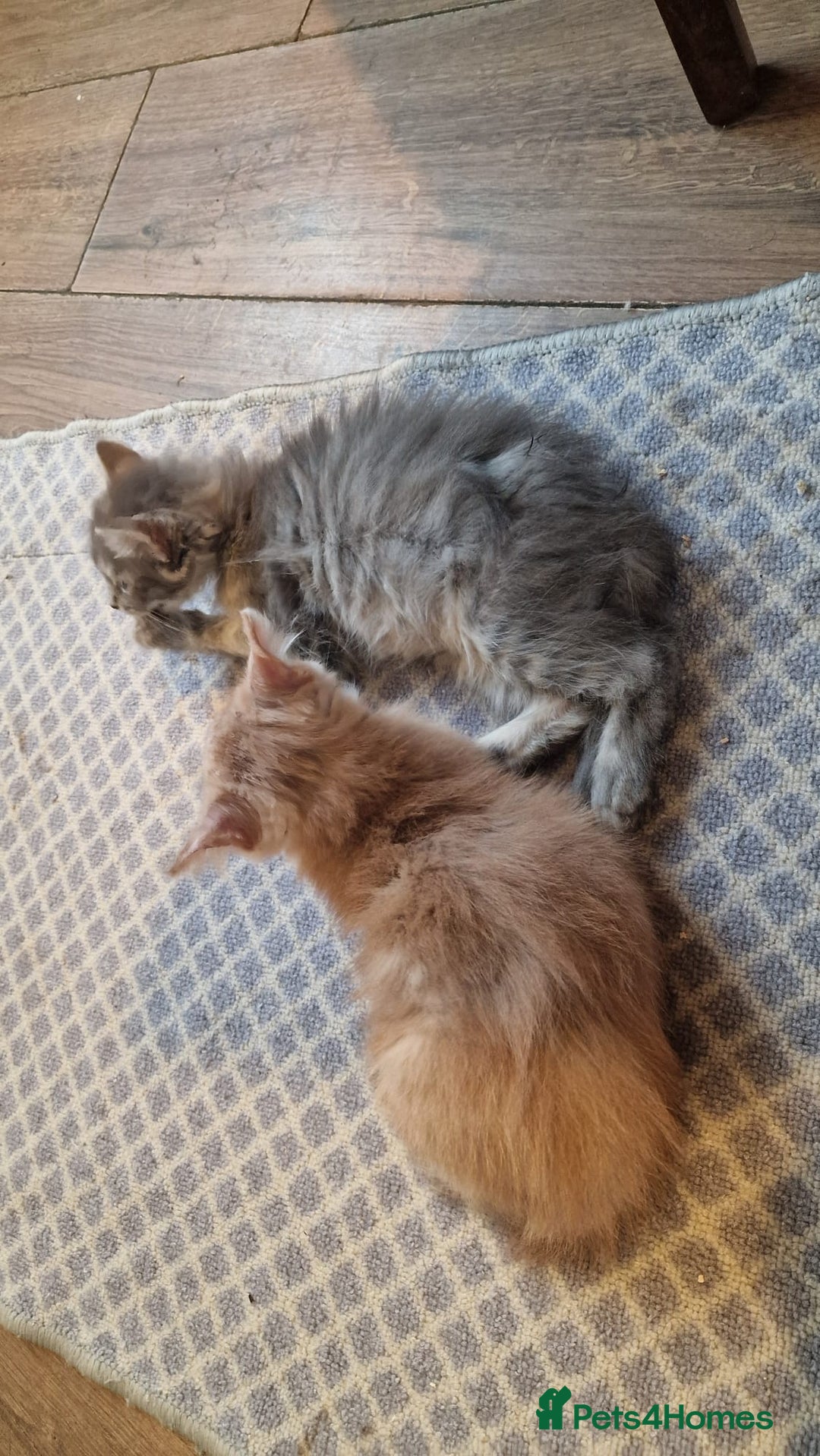 Mixed Breed cats for sale: Kittens for sale - Advert 4