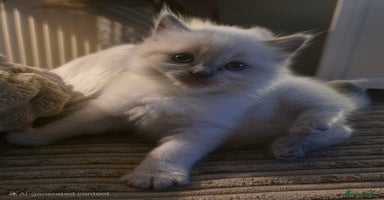 Ragdoll cats - Advert 5