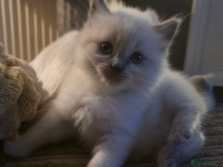 Ragdoll cats - Advert 10