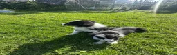 Border Collie dogs for sale: ISDS registered border collie puppies  - Advert 19