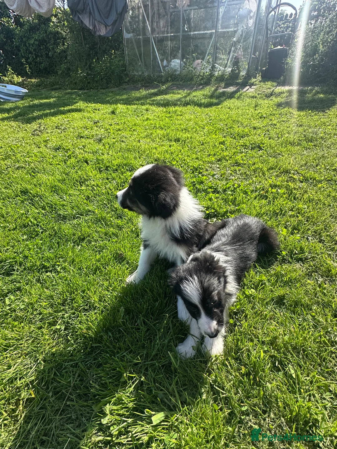 Border Collie dogs for sale: ISDS registered border collie puppies  - Advert 19